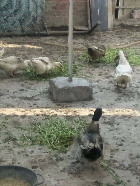 Long neck gees breeder ducks and Desi breeder duck males 1