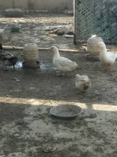 Desi breeder ducks,  Astrolop black chicks and Lohman Brown chicks