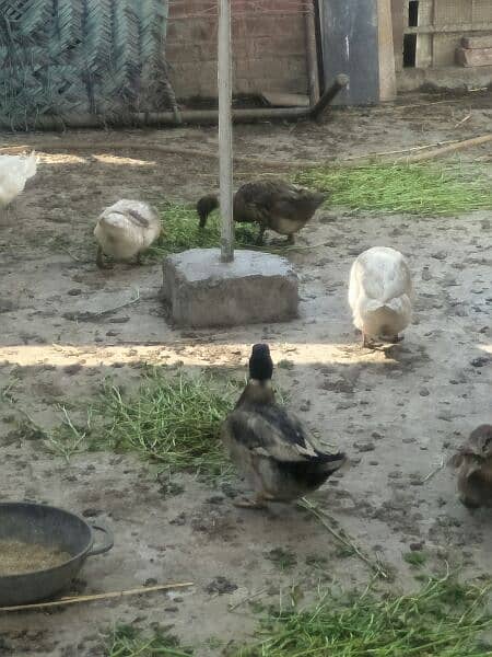 Long neck gees breeder ducks and Desi breeder duck males 4