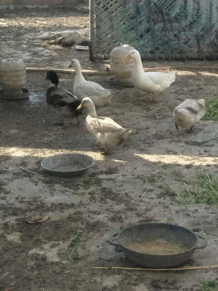 Long neck gees breeder ducks and Desi breeder duck males 5