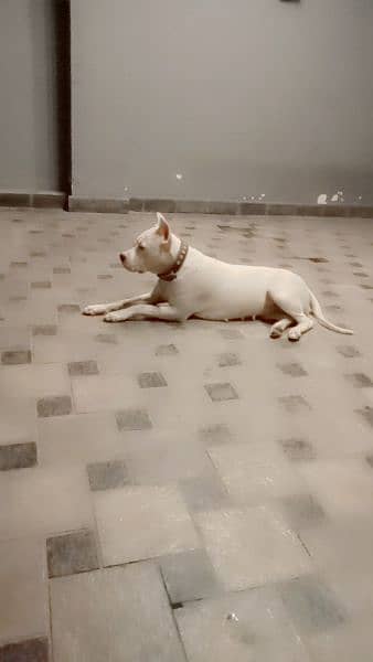 Dogo Argentino male/ female puppies for sale 6