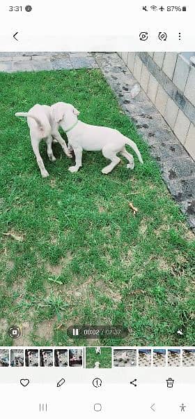 Dogo Argentino male/ female puppies for sale 7