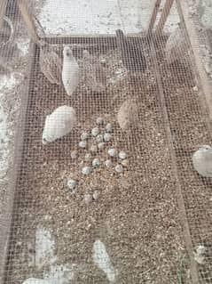 Batere kae Fertile eggs