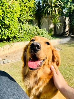 Olx golden clearance retriever dog