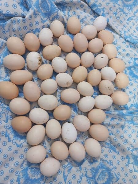 Australorp Eggs 3