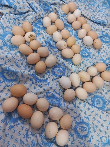 Australorp Eggs 4