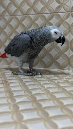 african grey for sale urgently