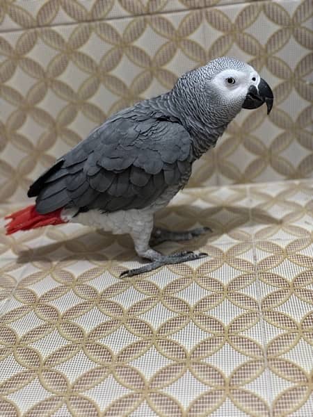 african grey for sale urgently 1