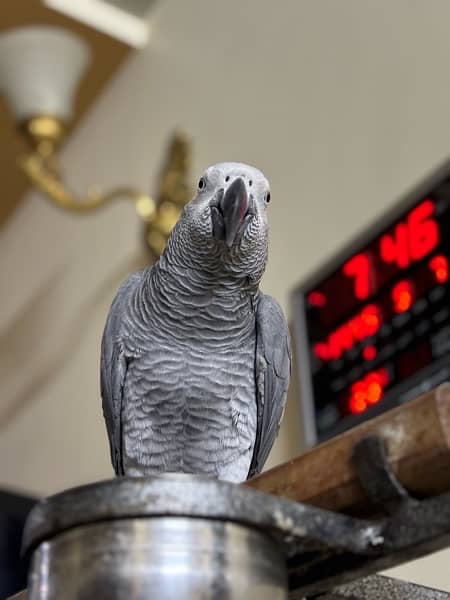 african grey for sale urgently 2