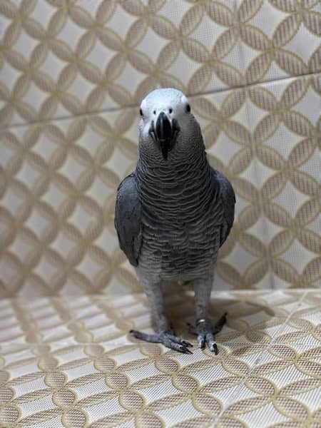 african grey for sale urgently 3