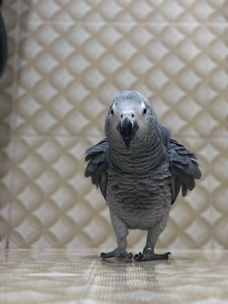 african grey for sale urgently 4