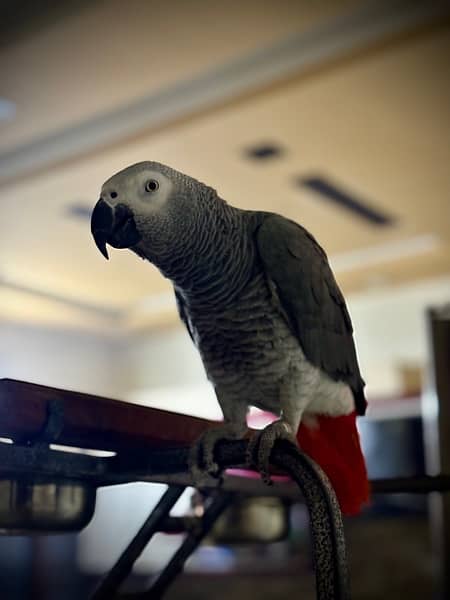 african grey for sale urgently 5