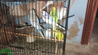 25 budgie paroot and 13 pairs budgie with box and cages 03443825070