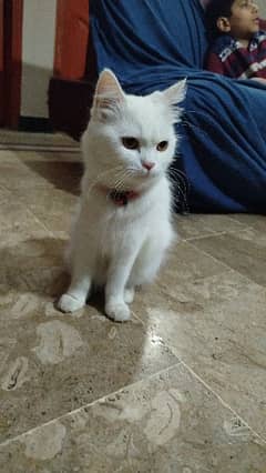 Iam selling my Persian cat if anyone want contact us!! 0