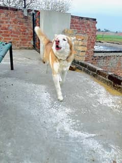 Siberian Husky Dog Available For StuD