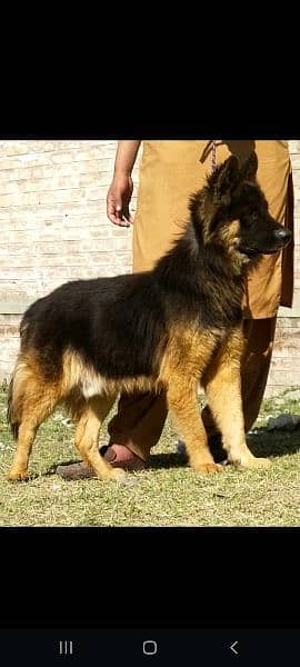 German shepherd outlet double coat male