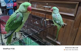 Pair of Raw talking parrots fully hand tamed age approx 1 year with 0