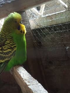 Exhibition budgies hot sale olx