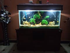 fishes with aquarium setup