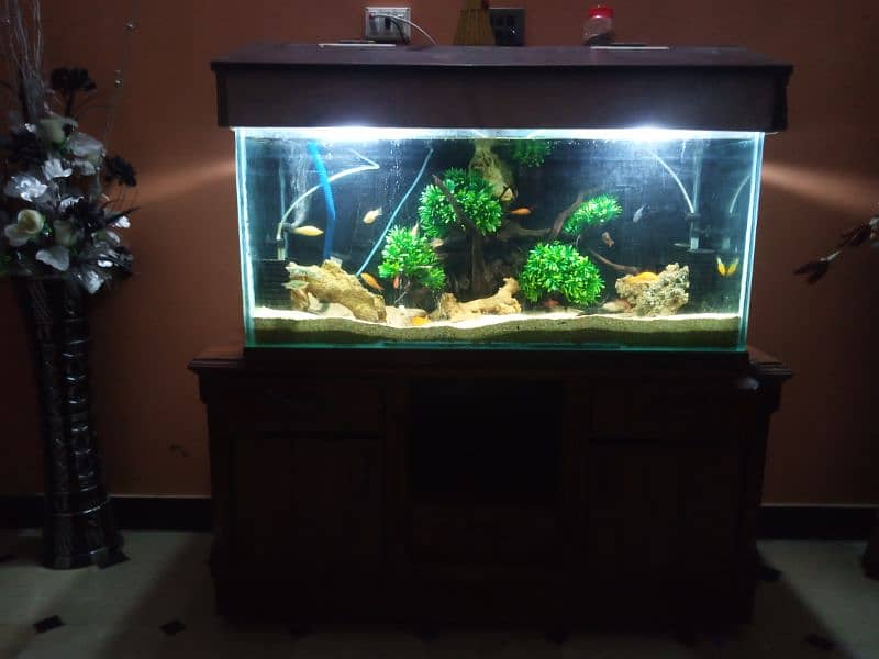 fishes with aquarium setup 0