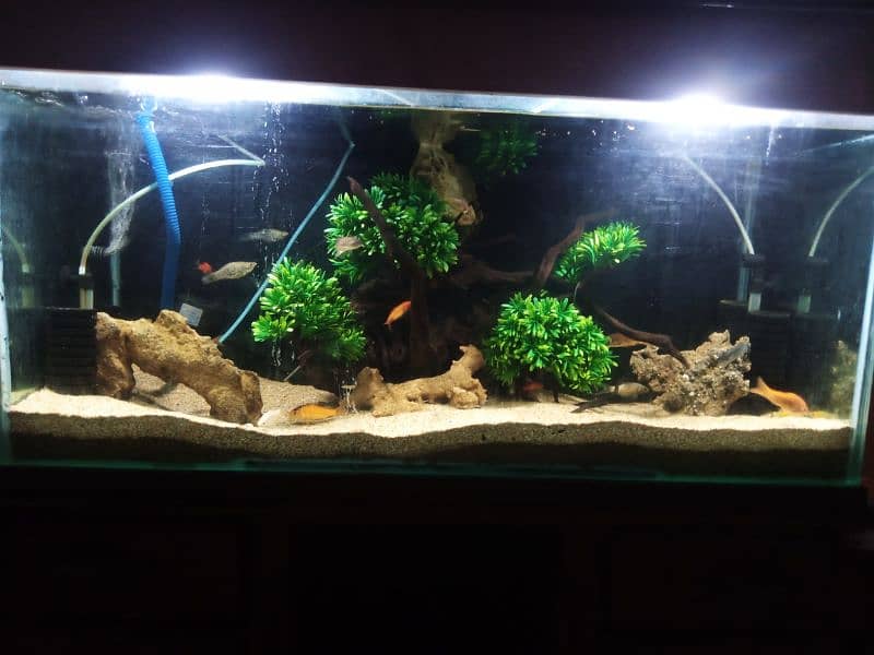 fishes with aquarium setup 1