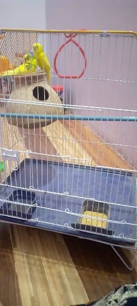 Australian parrots with  cage 0