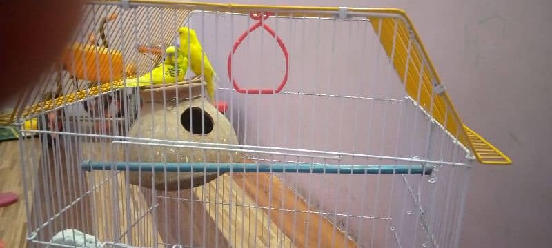 Australian parrots with  cage 1