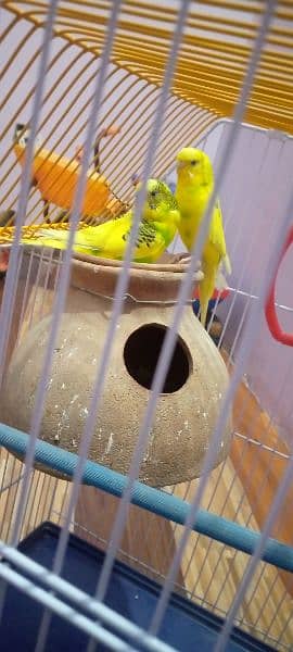 Australian parrots with  cage 2