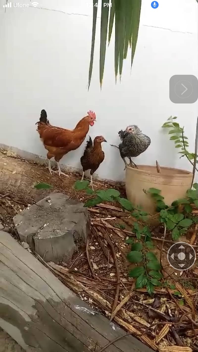 mesri hens ready to eggs 1