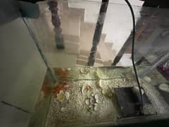fish tank and stand with free 7 fishes