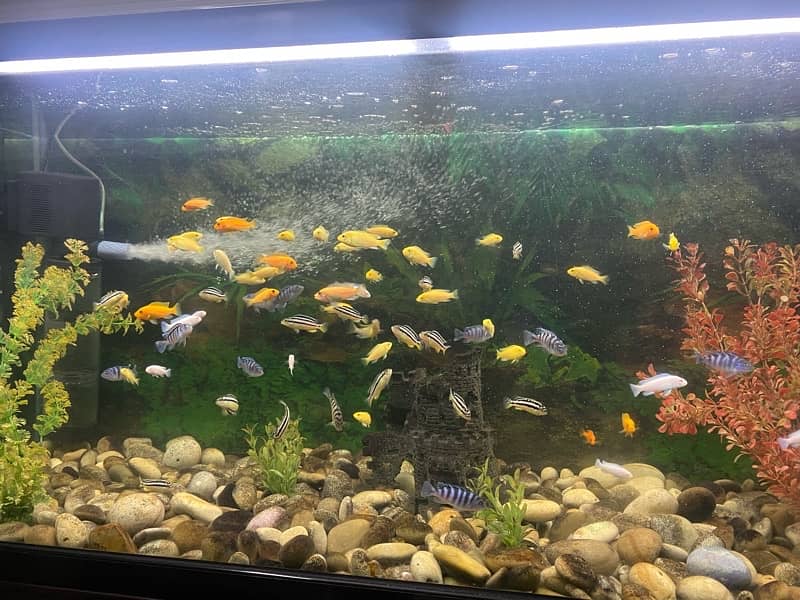 Aquarium Imported Minjiang 4 feet Fish 7