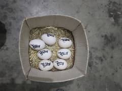 Aseel Heera fertile eggs