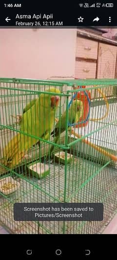 ring neck parrots without cage