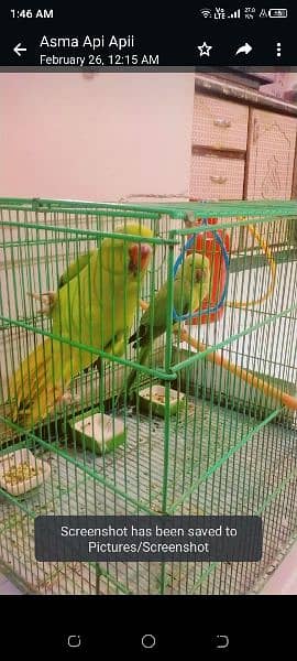 ring neck parrots without cage 0