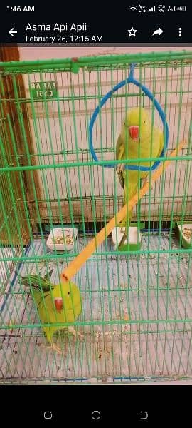 ring neck parrots without cage 1