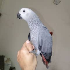 African grey fully hand tame never bite age 4 month