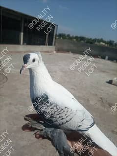 DIFFERENT FANCY PIGEONS BREEDERS ND SINGLE 0