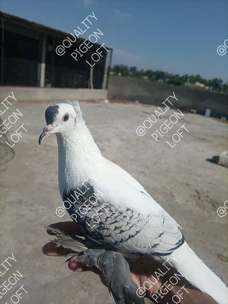 DIFFERENT FANCY PIGEONS BREEDERS ND SINGLE 1