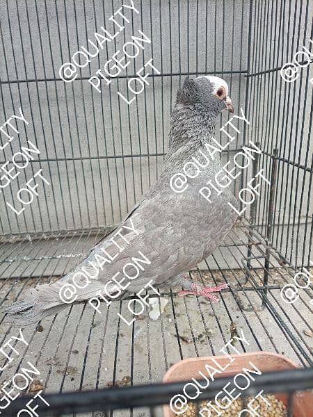 DIFFERENT FANCY PIGEONS BREEDERS ND SINGLE 1