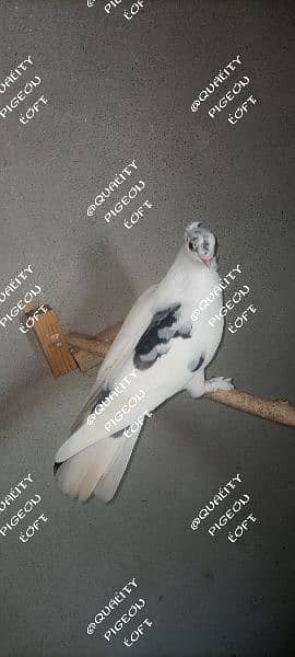 DIFFERENT FANCY PIGEONS BREEDERS ND SINGLE 2