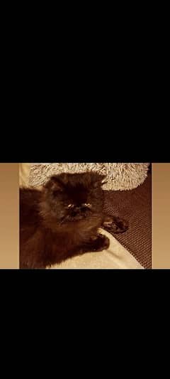 persian cat kittens white colour pure white near to peaky face