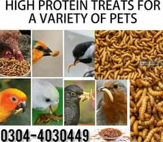 Mealworm,Fish Hens, Parrots, Pigeon,Finches,Doves, Mealworms/Food