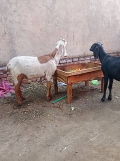 Two pregnant Goat beautiful. healthy and active