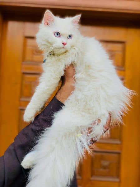 Persian cat kitten male female 8