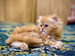 cat | kitten | persian cat | Semi Punch face | double coat cat