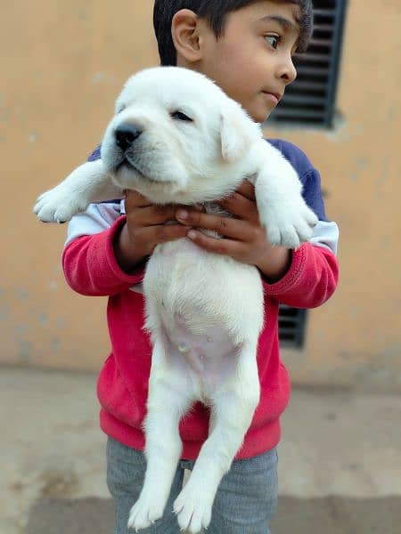 Labrador retriever puppy 1