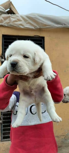 Labrador retriever puppy 2