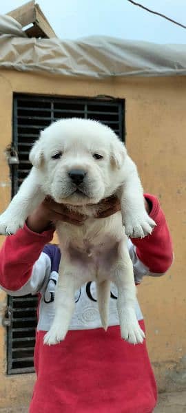 Labrador retriever puppy 7