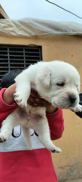 Labrador retriever puppy 8