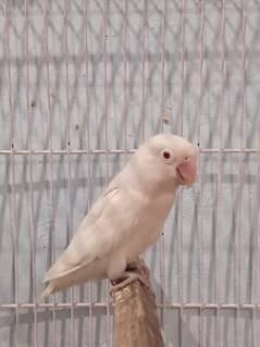 albino red eyes |  albino splits | love birds | albino | albino birds